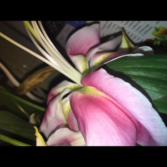 lilys07
